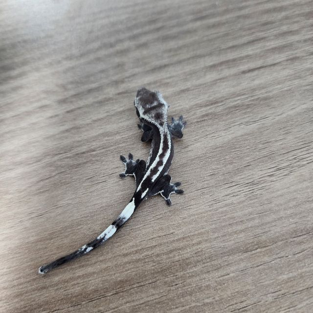 아잔틱