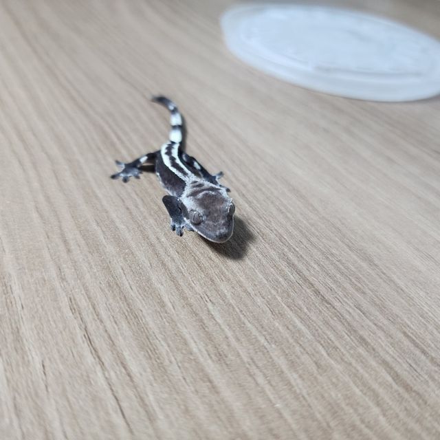 아잔틱