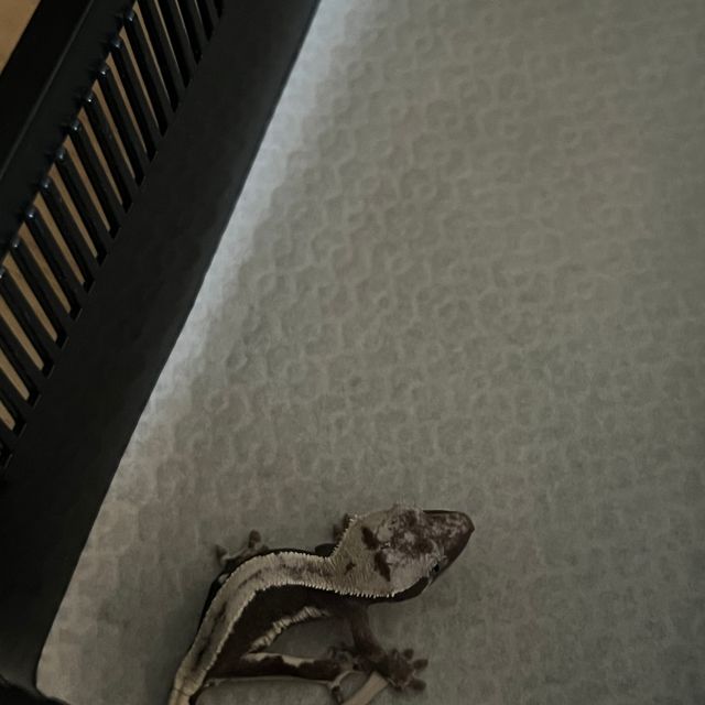 릴잔틱