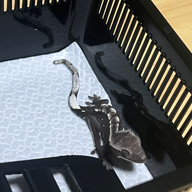 아잔틱
