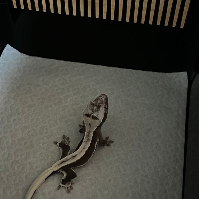 릴잔틱