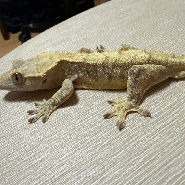 익스트림할리퀸 레드