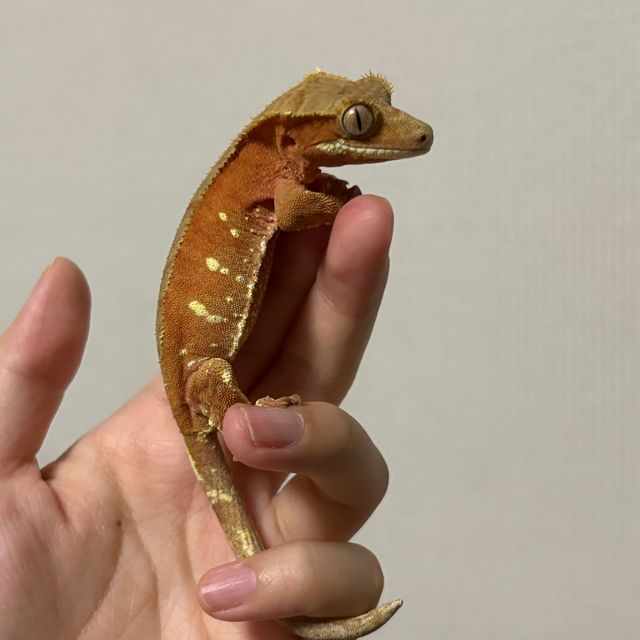 바이 화이트포트홀 레드