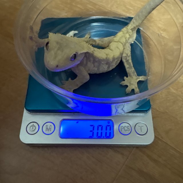 익스트림할리퀸 레드