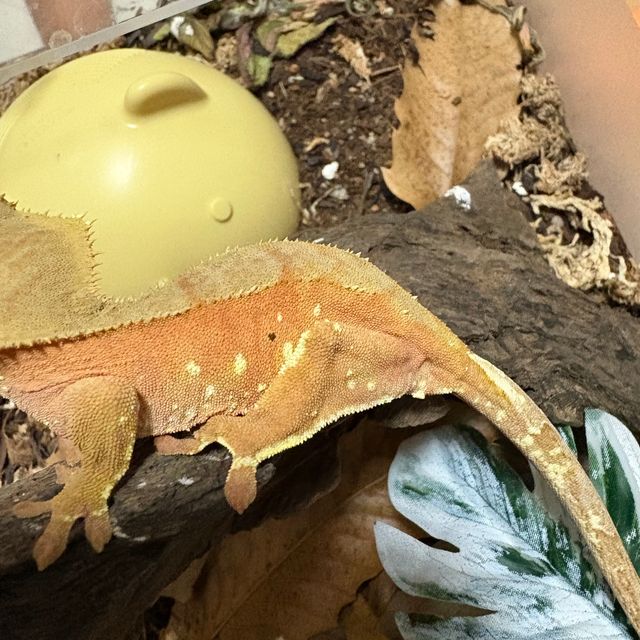 바이 화이트포트홀 레드