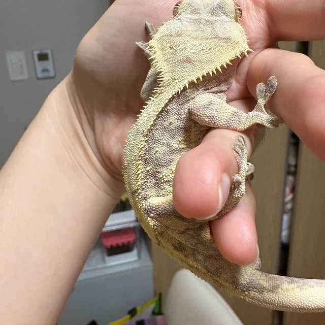 익스트림할리퀸 레드