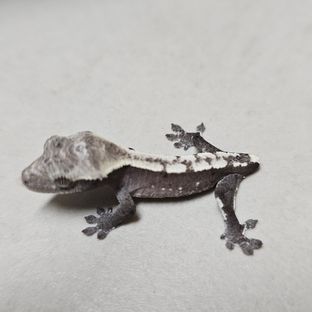 아잔틱