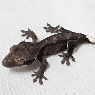 아잔틱