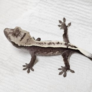 아잔틱