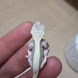 동배