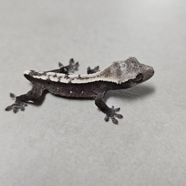 아잔틱