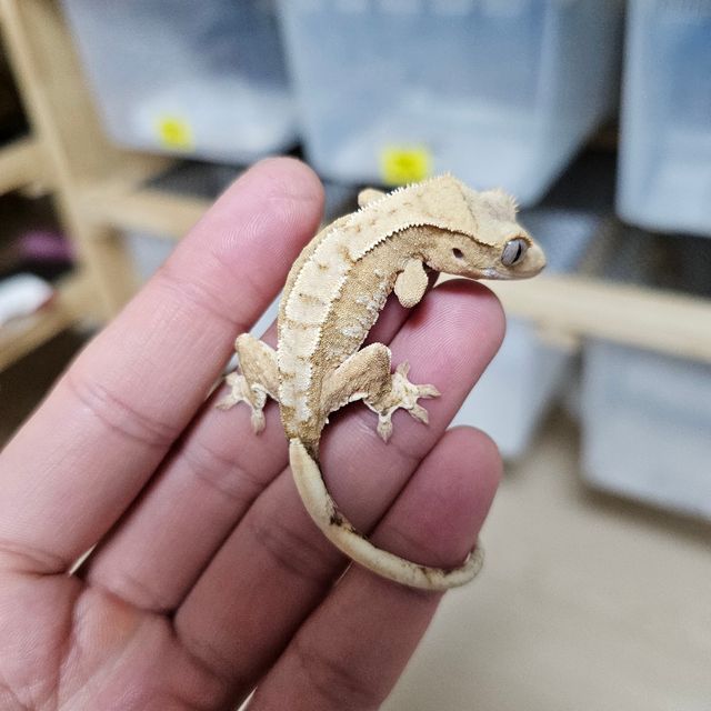 노멀 크림 크림시클