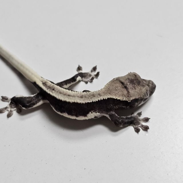 릴잔틱