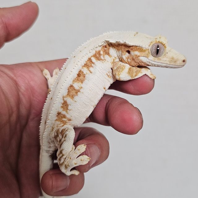 릴리100%헷아잔틱