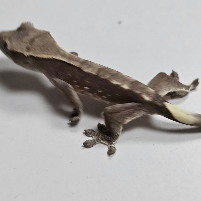 아잔틱