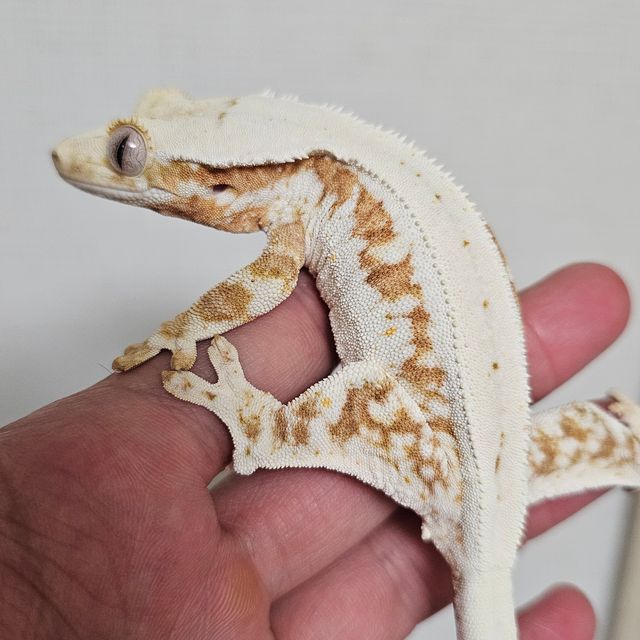 릴리100%헷아잔틱