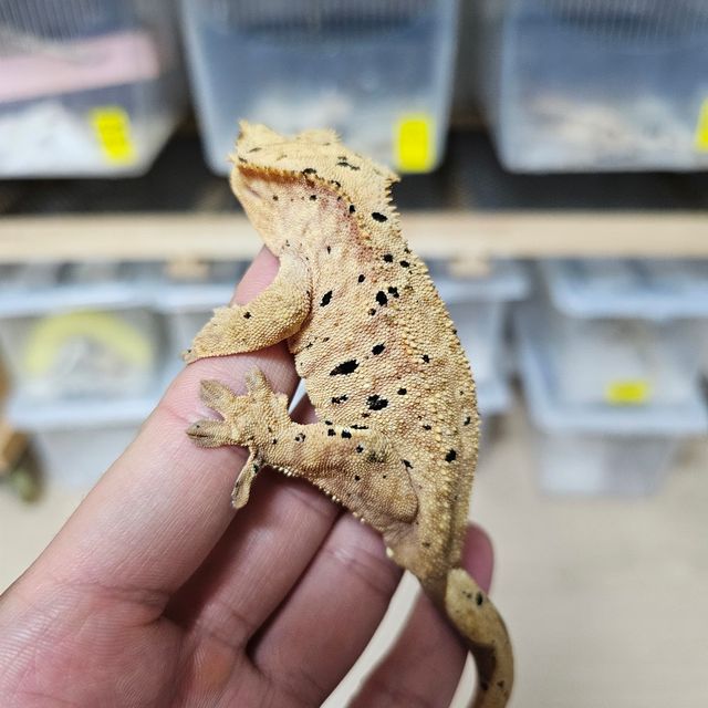 노멀 슈퍼달마시안