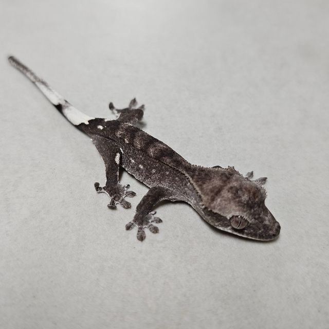 아잔틱