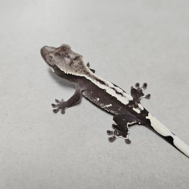 아잔틱