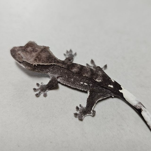 아잔틱