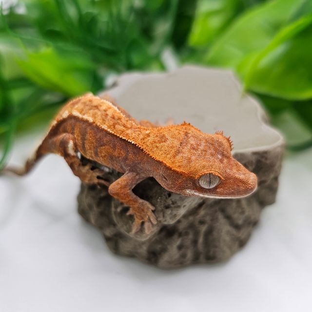 카푸치노