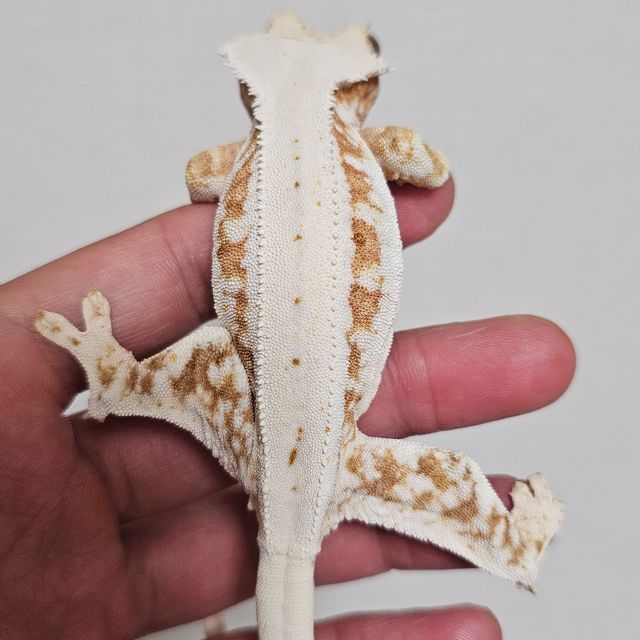 릴리100%헷아잔틱