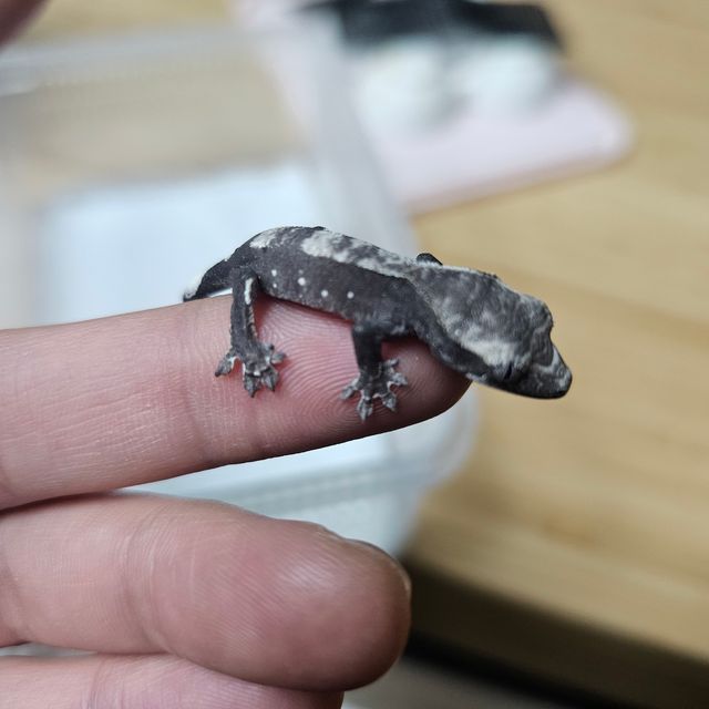 아잔틱