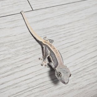 100%헷아잔틱 릴리화이트