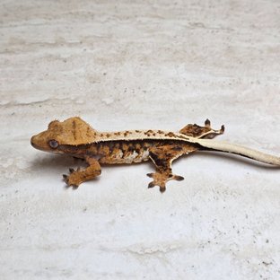 노멀 트라이 익스트림할리퀸 텐저린