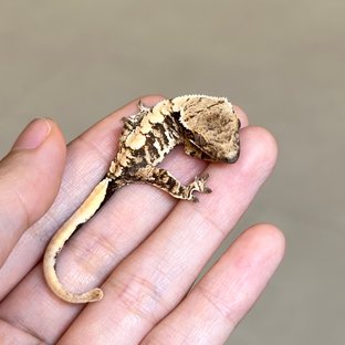 노멀 익스트림할리퀸 트라이