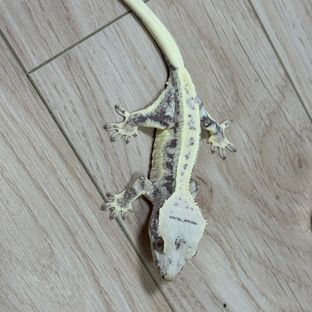 크림
