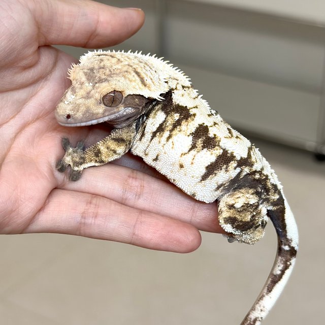 노멀 익스트림할리퀸 트라이