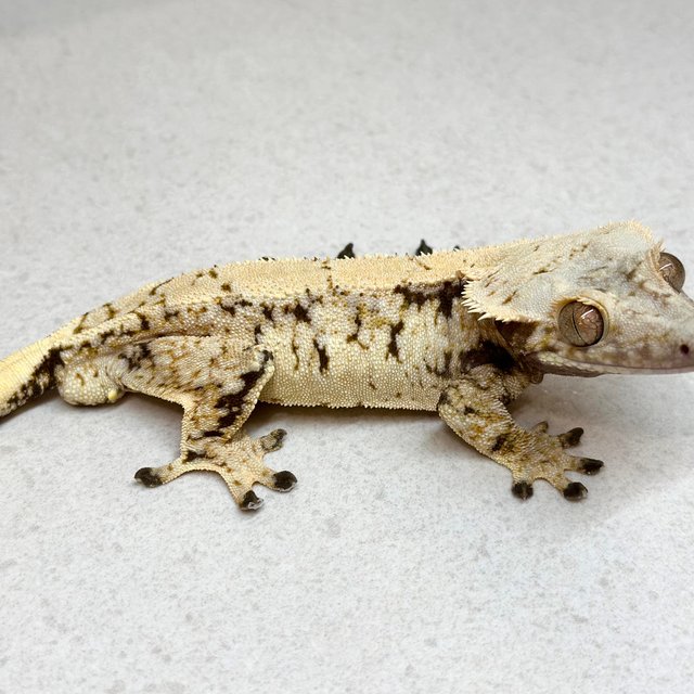 노멀 익스트림할리퀸 트라이