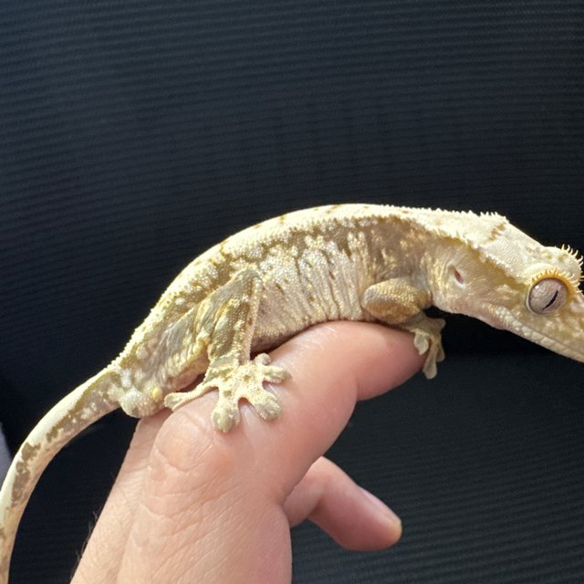 트라이 익스트림할리퀸