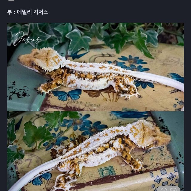 노멀 트라이 익스트림할리퀸 텐저린