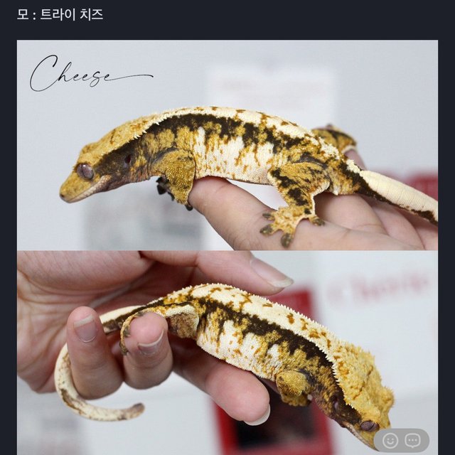 노멀 트라이 익스트림할리퀸 텐저린