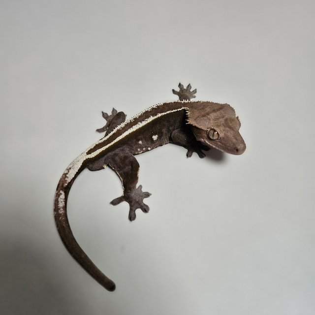 100%헷아잔틱 릴리화이트