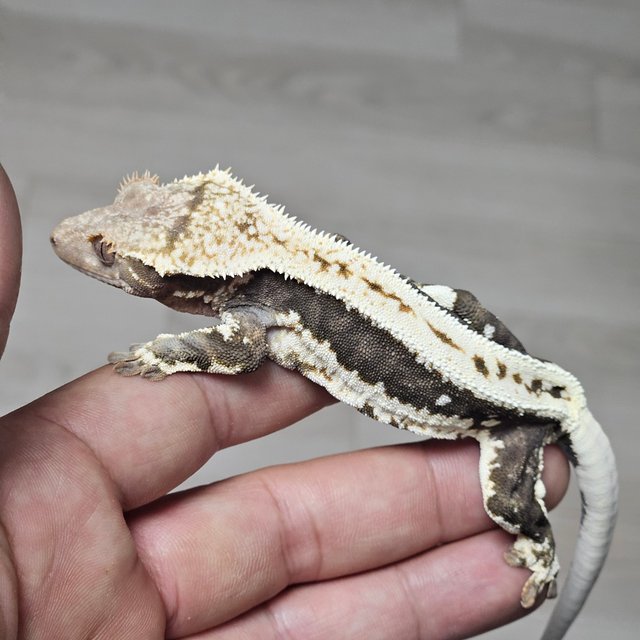 100%헷아잔틱 릴리화이트