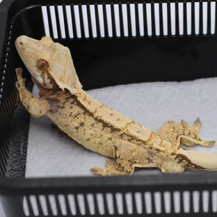 트라이 익스트림할리퀸 화이트스팟 노멀