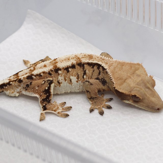 트라이 익스트림할리퀸