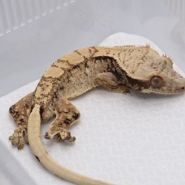 노멀 드리피 화이트스팟 트라이