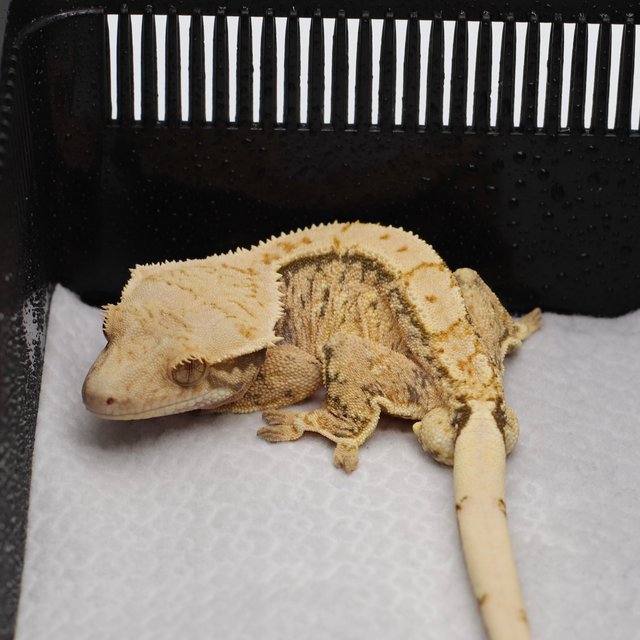 트라이 익스트림할리퀸 화이트스팟 노멀