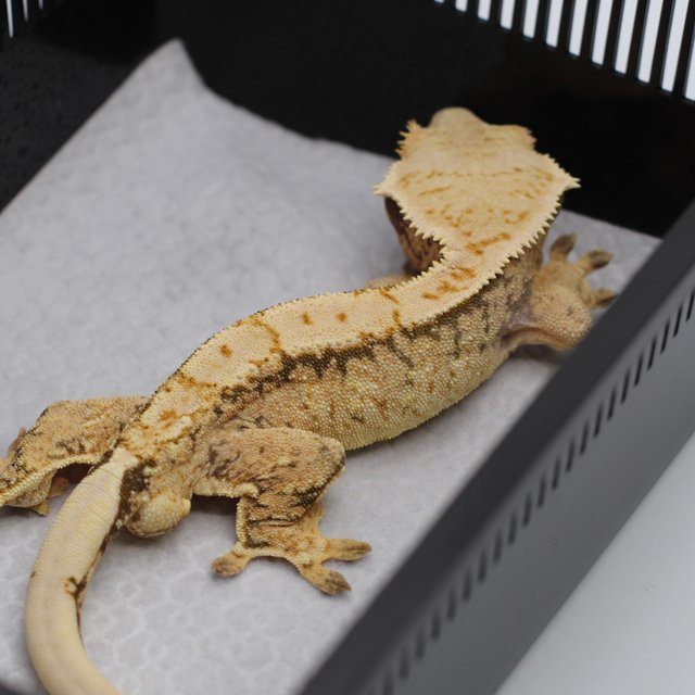 트라이 익스트림할리퀸 화이트스팟 노멀