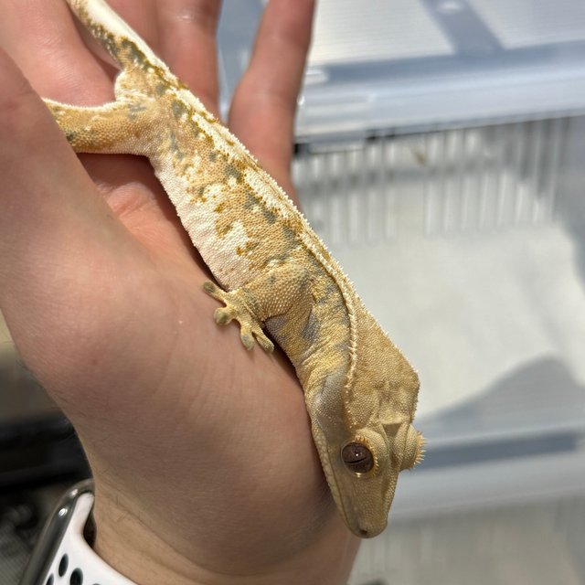 트라이 익스트림할리퀸