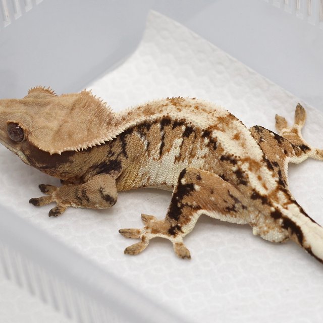 트라이 익스트림할리퀸