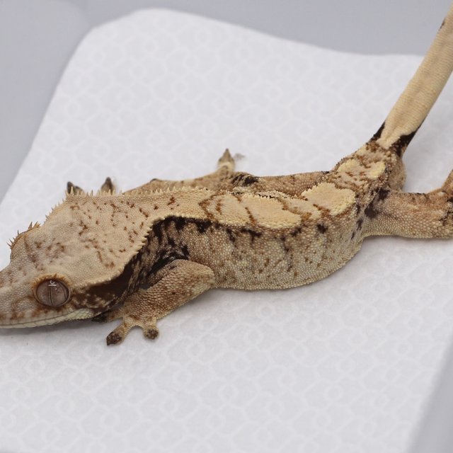 노멀 드리피 화이트스팟 트라이