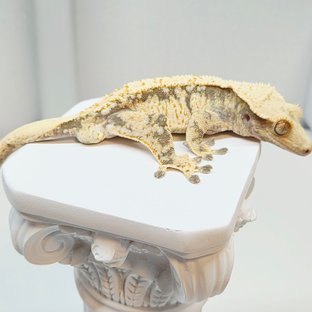 노멀 트라이 화이트스팟