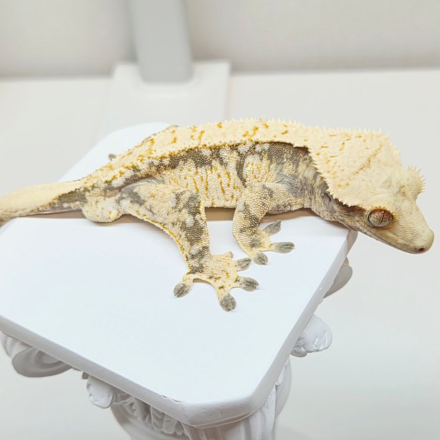 노멀 트라이 화이트스팟