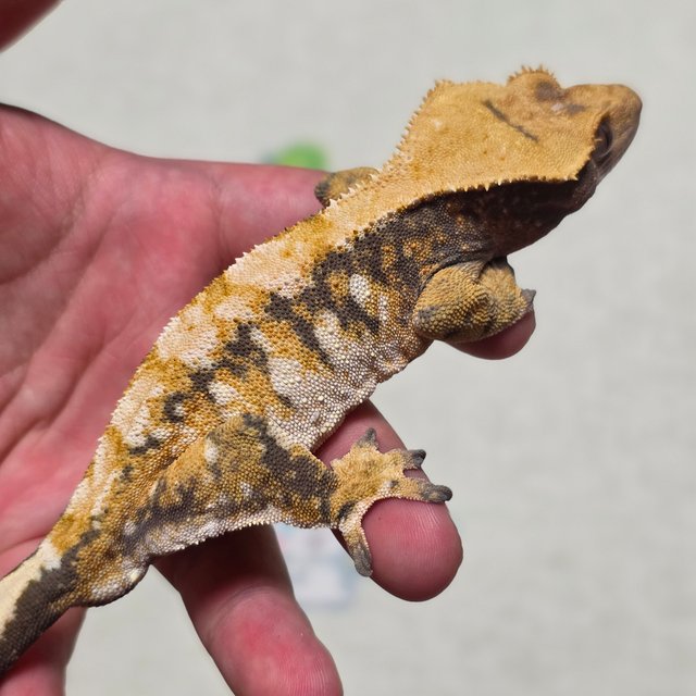 트라이 익스트림할리퀸 할리퀸 텐저린