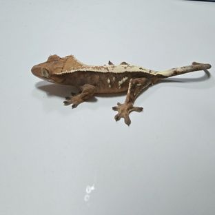세이블 풀핀